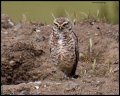 _4SB2817 burrowing owl